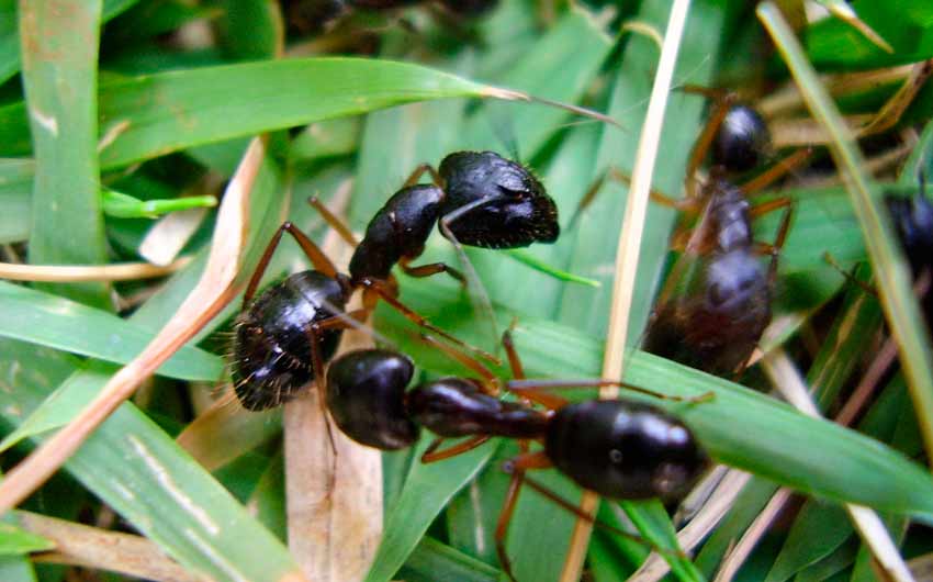 Dedetização contra formigas